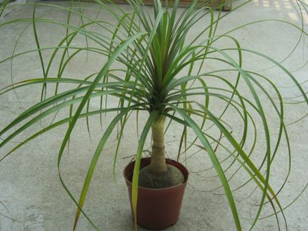 Mangiafumo Mangiafumo Beaucarnea recurvata