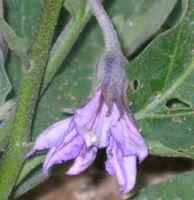 Melanzana fiori ermafroditi