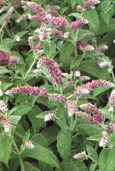 Menta fiore infiorescenza a spiga