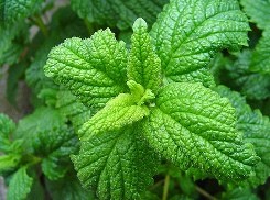 Menta foglie lanceolate