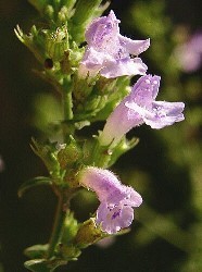 Mentuccia fiore tubolare