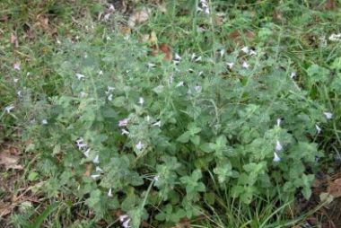 Calamintha nepeta 
