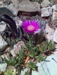 Mesembriantemo foglie carnose