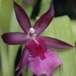 Miltonia fiori piatti
