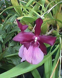 Miltonia foglie livellate