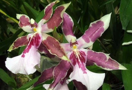 Orchidea del pensiero 