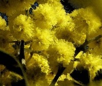 Mimosa fiore profumato