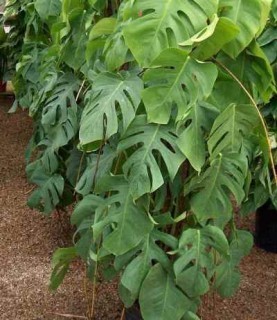 Monstera Araceae