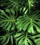 Foglie a forma di cuore