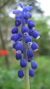 fiori molto profumati