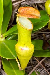 Nepenthes ascidi