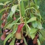 Nepenthes pianta epifite