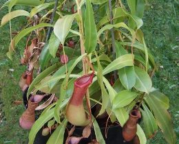 Nepenthes pianta epifite