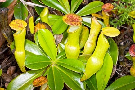 nepenthes