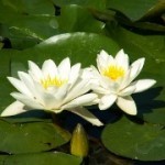 Ninfea foglie dure