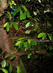 Noce Moscata foglie ovoidali