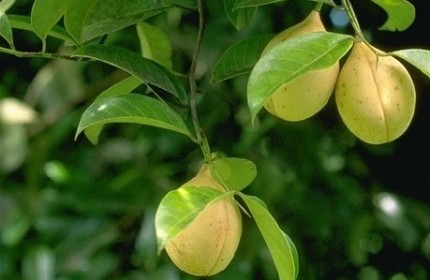 Myristica Fragrans