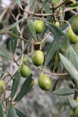 Olivo frutto carnoso