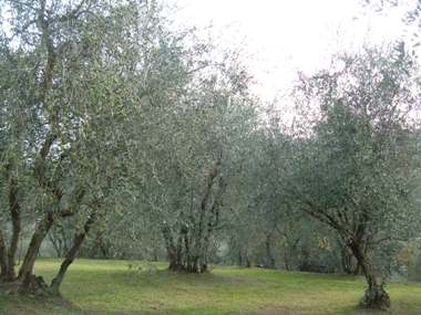 Olea europea 