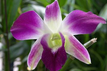 Orchidea Dendrobium