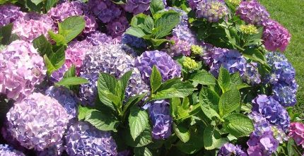 Ortensia Hydrangea