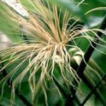 Pachira fiori grandi