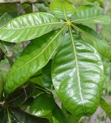 Pachira foglie palmate