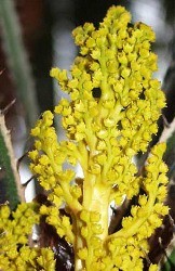fiori a pannocchia