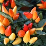 peperomia infiorescenze a spiga