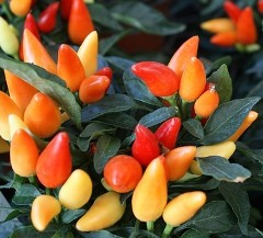 peperomia infiorescenze a spiga