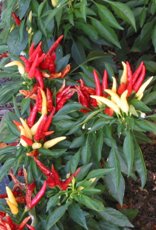Peperoncino foglie picciolate