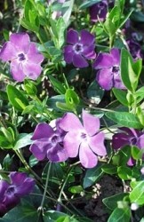 Pervinca fiori tubolari