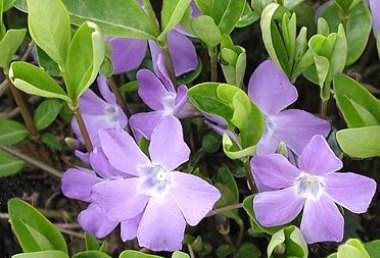 Pervinca Vinca major