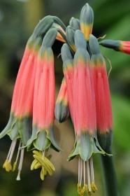 fiori tubolari