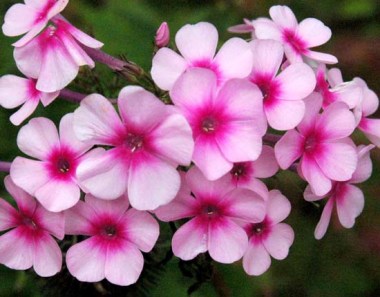 Phlox Polemoniaceae;