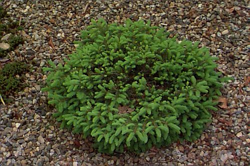 Picea Abies Picea Abies habitat