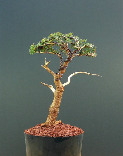 bonsai abies