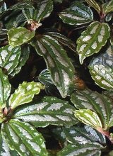 Pilea foglie picciolate