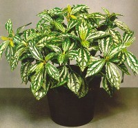 Pilea pianta ornamentale