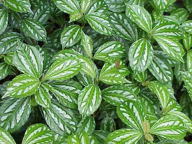 Urticaceae