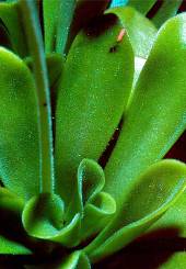 Pinguicula foglie forma lineare