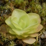 Pinguicula pianta carnivora