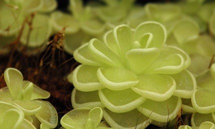 Lentibulariaceae