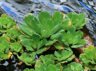 pistia galleggiante