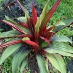Pitcairnia, Bromeliaceae