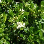 Pittosporum Heterophyllum