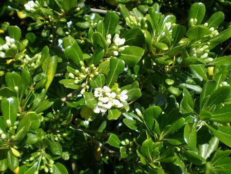 Pittosporum Heterophyllum