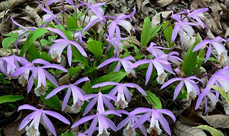 Pleione, Orchidaceae
