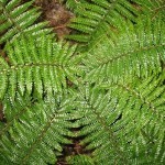 Polisticum , Felce scudo