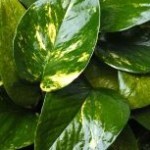 Potos foglie screziate